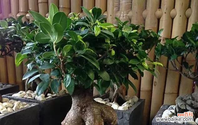 从生长环境到日常维护，让您的榕树盆景健康茁壮 榕树盆景养护指南