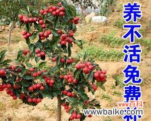 打造美丽盆景活力四射的山楂树 盆栽山楂树的种植方法