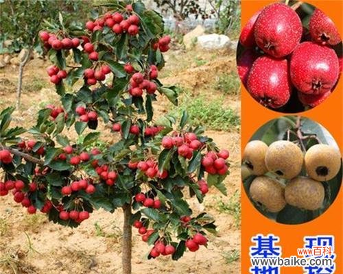 打造美丽盆景活力四射的山楂树 盆栽山楂树的种植方法