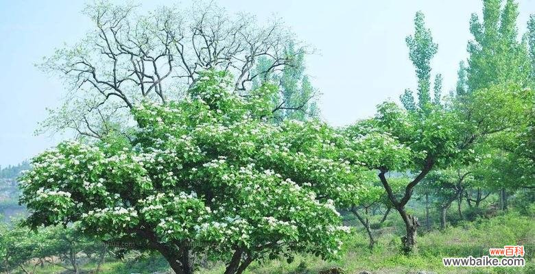 打造美丽盆景活力四射的山楂树 盆栽山楂树的种植方法