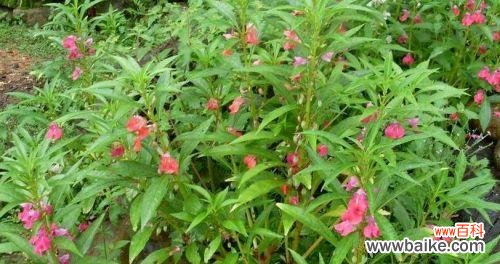 全面解析凤仙浇水、光照、温度等护理技巧 如何科学养护凤仙