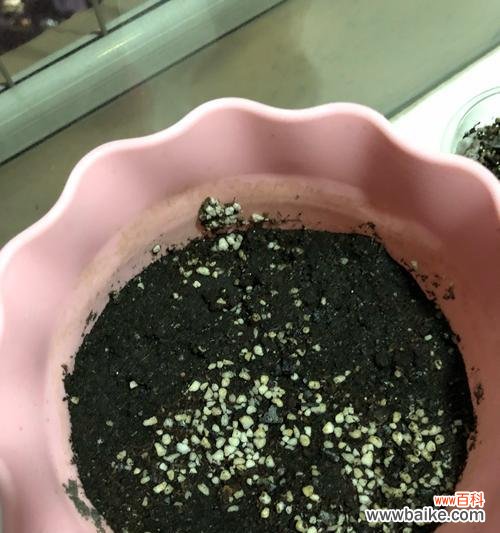 全面解析凤仙浇水、光照、温度等护理技巧 如何科学养护凤仙