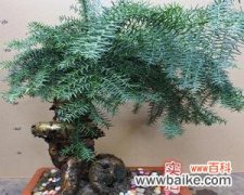 打造健康美丽的澳洲杉盆景 如何养护澳洲杉盆景