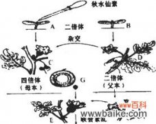揭秘番茄果实发育过程中的奥秘 无子番茄的形成机制