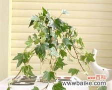 解密常春藤水培养的窍门与方法 常春藤水培养殖技术