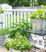 8种常见植物让你远离蚊虫侵扰 驱蚊盆栽，环保又有效