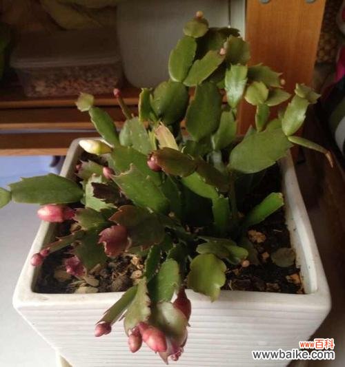 蟹爪兰养护技巧,让你的花期更长久 如何养护蟹爪兰开花?