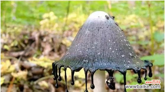 了解有毒蘑菇的危害，珍爱生命从我做起！ 有毒的蘑菇——千万别误食！