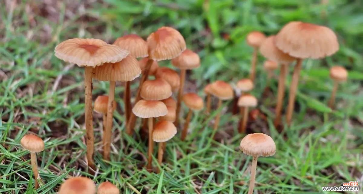 了解有毒蘑菇的危害，珍爱生命从我做起！ 有毒的蘑菇——千万别误食！
