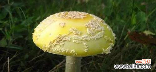 了解有毒蘑菇的危害，珍爱生命从我做起！ 有毒的蘑菇——千万别误食！