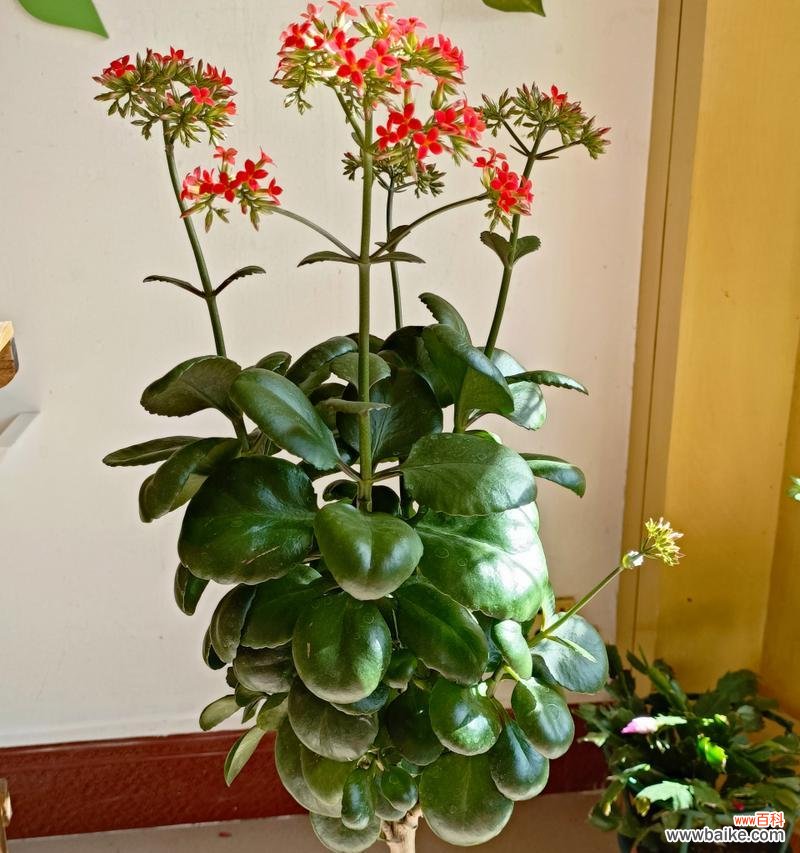 打造丰盈寿命的凤尾长寿花,修剪细节,让其盛放 怎样繁殖和修剪凤尾长寿花?