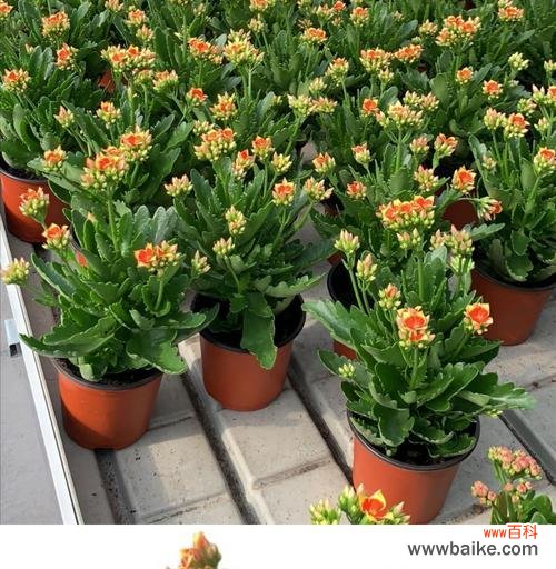 打造丰盈寿命的凤尾长寿花,修剪细节,让其盛放 怎样繁殖和修剪凤尾长寿花?