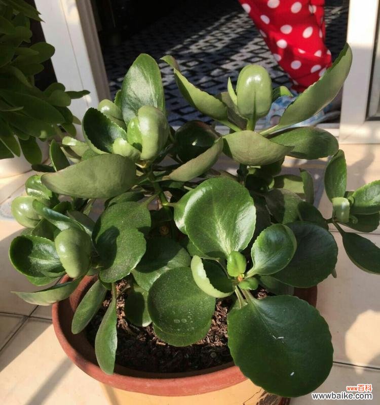 打造丰盈寿命的凤尾长寿花,修剪细节,让其盛放 怎样繁殖和修剪凤尾长寿花?