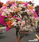 三角梅繁花如锦，如何让它开得更美更久？ 三角梅开花的诀窍