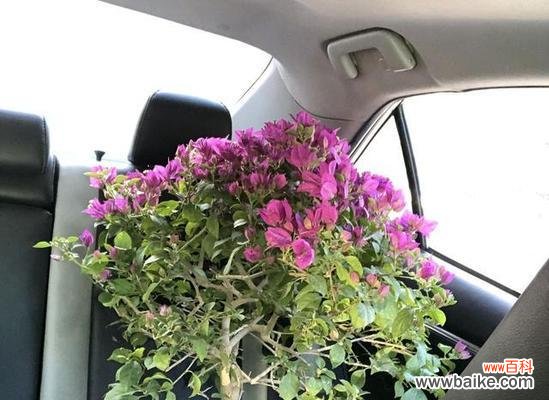 三角梅繁花如锦,如何让它开得更美更久? 三角梅开花的诀窍