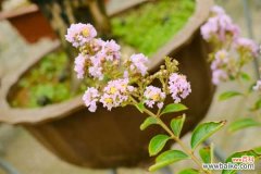 紫薇花常见病害及防治方法