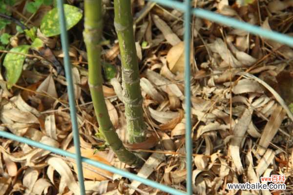 洒金榕常见病虫害防治