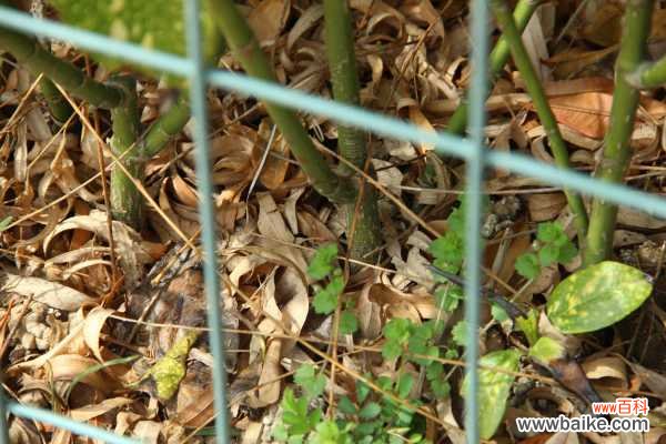 洒金榕常见病虫害防治