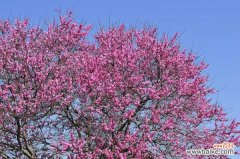 桃花的虫害防治大全