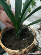 君子兰黄斑病怎么处理