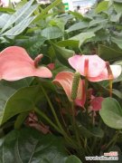 红掌虫害及防治办法