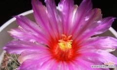 探索仙人球盛开背后的文化和象征意义 仙人球开花的寓意与意义