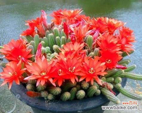 揭开仙人掌花背后的花语密码 仙人掌花语的奥秘