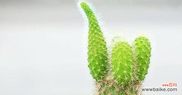 解读仙人掌的花语与含义 探索仙人掌的花语之谜