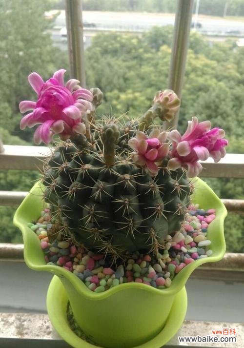 探寻仙人掌开花的奇妙世界 仙人掌开花的寓意与启示