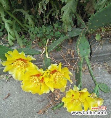 探寻仙人掌开花的奇妙世界 仙人掌开花的寓意与启示