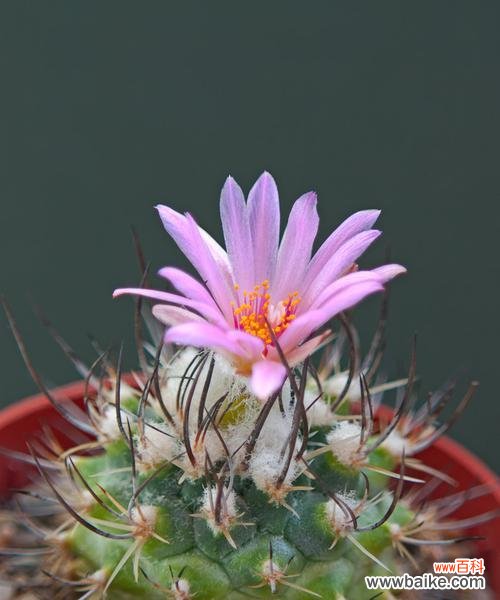 探索仙人掌开花背后的意义与寓意 仙人掌开花