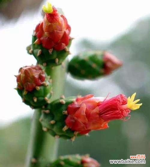 探索仙人掌开花背后的意义与寓意 仙人掌开花