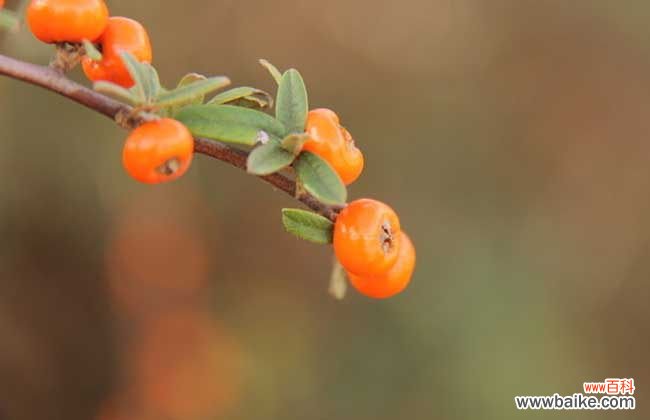 完美沙棘茶喝死人实例 沙棘茶喝死人是真的吗?