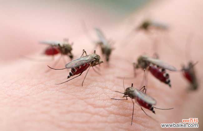 防蚊子叮咬的最好办法 夏季防蚊子的最好办法