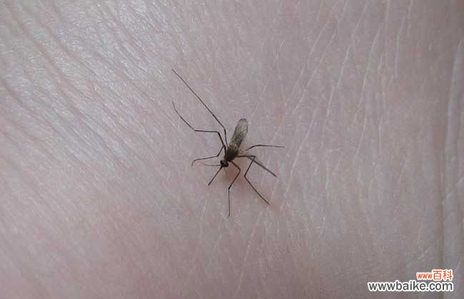 防蚊子叮咬的最好办法 夏季防蚊子的最好办法