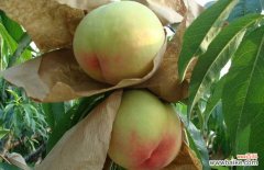 水蜜桃属寒性还是热性 水蜜桃是热性还是凉性？