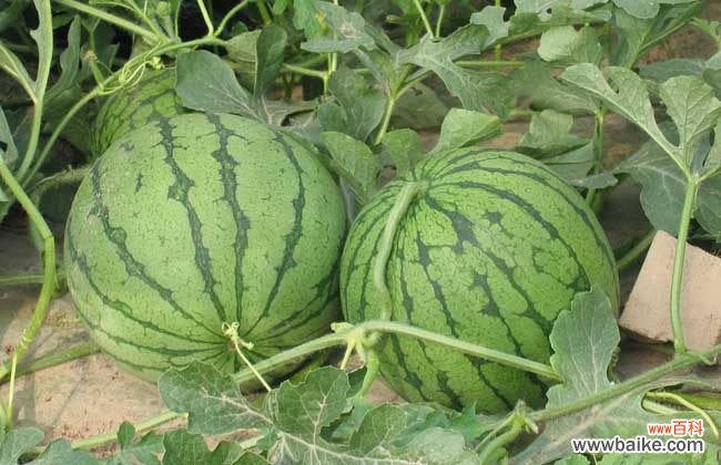 吃桃能不能吃西瓜 西瓜能和桃子一起吃吗?