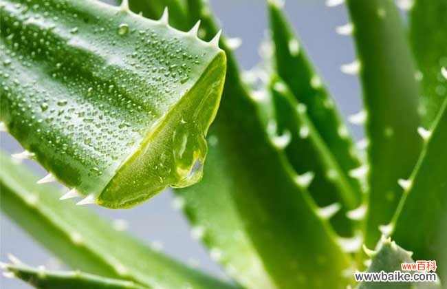 新鲜芦荟治疗妇科炎症怎么用 新鲜芦荟的正确用法