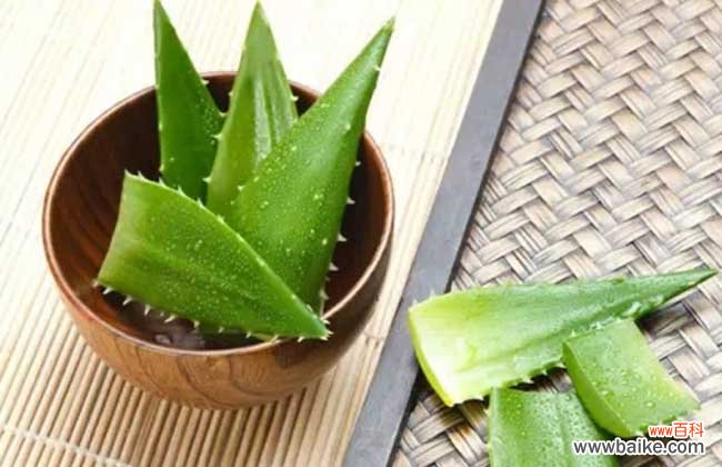 新鲜芦荟治疗妇科炎症怎么用 新鲜芦荟的正确用法