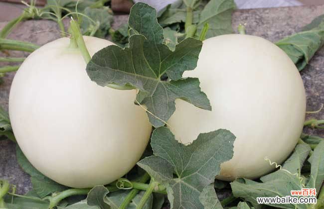 家里种的甜瓜上火吗 甜瓜吃了会上火吗