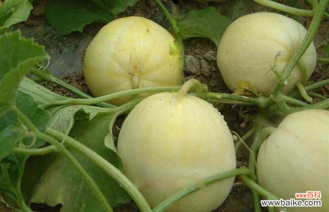 家里种的甜瓜上火吗 甜瓜吃了会上火吗