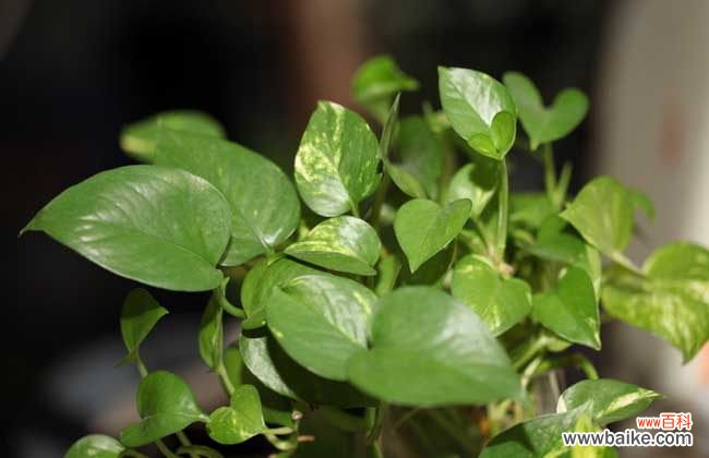 绿萝为什么不能放在卧室 绿萝可以放在卧室吗?