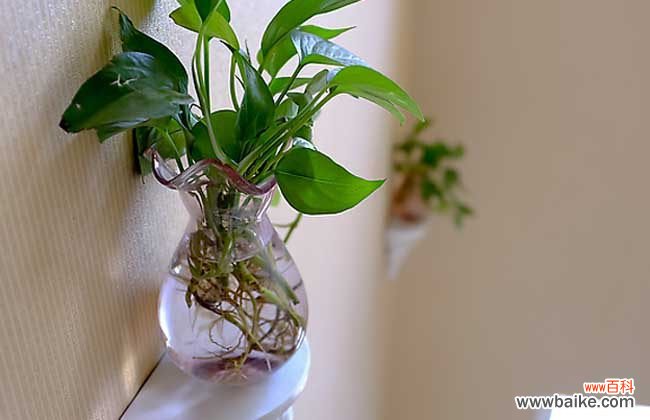 绿萝为什么不能放在卧室 绿萝可以放在卧室吗?