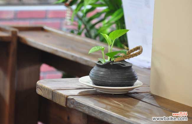 绿萝为什么不能放在卧室 绿萝可以放在卧室吗?