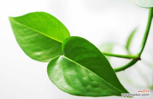 绿萝为什么不能放在卧室 绿萝可以放在卧室吗?