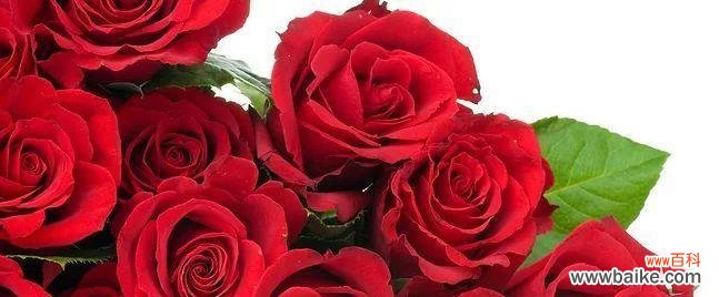 暧昧的花花语是什么意思?暧昧的花代表了哪些情感?