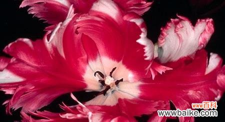 暧昧的花花语是什么意思?暧昧的花代表了哪些情感?