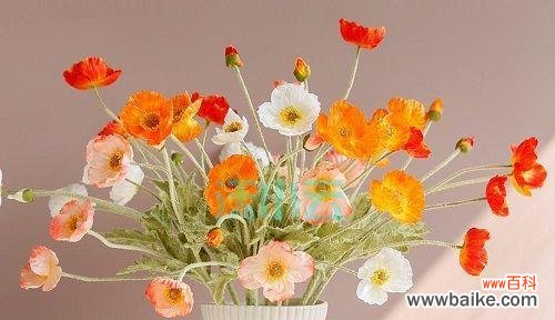 表示安慰的花花语是什么?哪种花最能代表安慰?