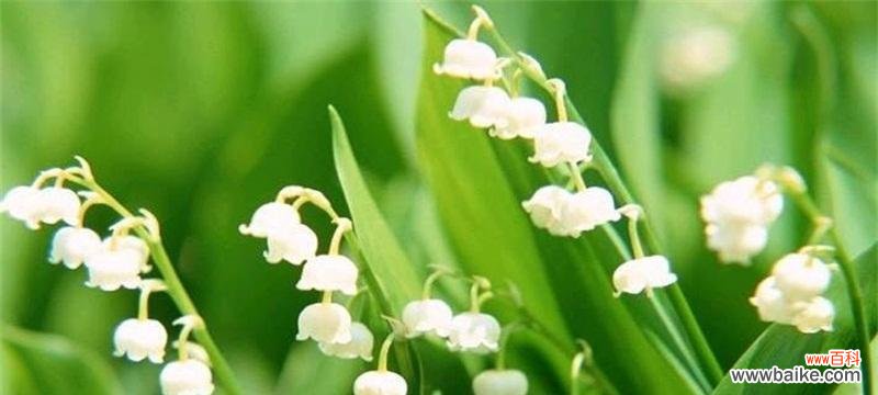 表示安慰的花花语是什么?哪种花最能代表安慰?