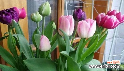 表示安慰的花花语是什么?哪种花最能代表安慰?